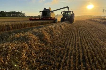 Punjab Govt Announces Rs15 Billion Wheat Support Package for Farmers