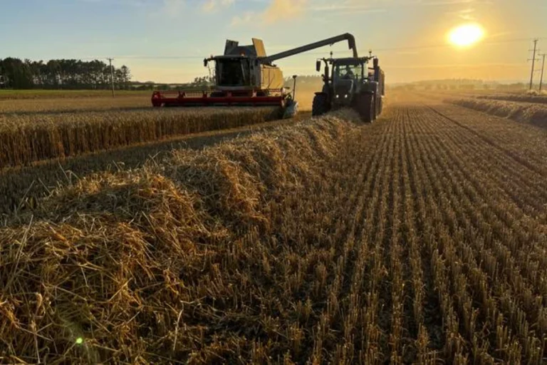 Punjab Govt Announces Rs15 Billion Wheat Support Package for Farmers