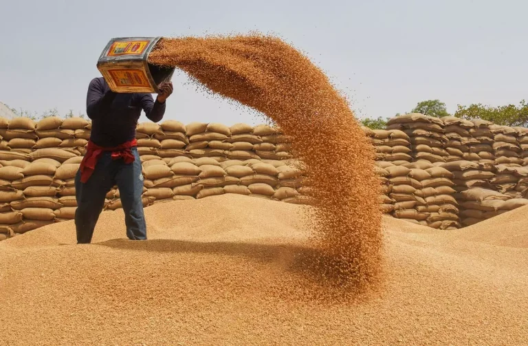 Punjab CM Approves Wheat Subsidy for 600,000 Farmers