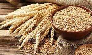 Govt Fixes Wheat Support Price at Rs. 3,500 for 2025-26 Govt Fixes Wheat Support Price at Rs. 3,500 for 2025-26