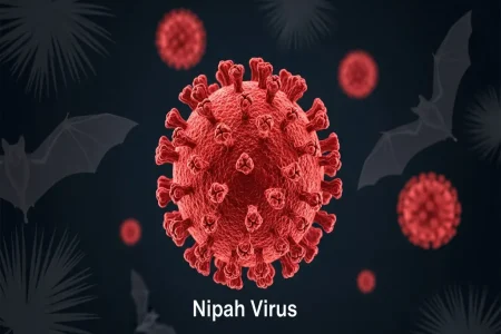 Nipah Virus Explained: Symptoms, Spread, Risk and Prevention Nipah Virus