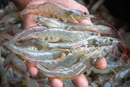 Govt Sets 120-Day Deadline for Shrimp Export Roadmap Govt Sets 120-Day Deadline for Shrimp Export Roadmap