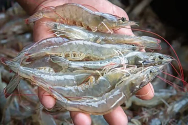 Govt Sets 120-Day Deadline for Shrimp Export Roadmap Govt Sets 120-Day Deadline for Shrimp Export Roadmap
