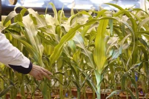 National Biosafety Committee GMO Maize Licensing Session National Biosafety Committee GMO Maize