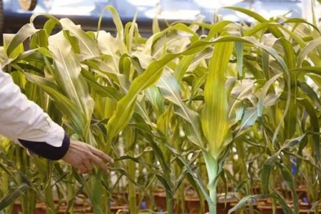 National Biosafety Committee GMO Maize Licensing Session National Biosafety Committee GMO Maize